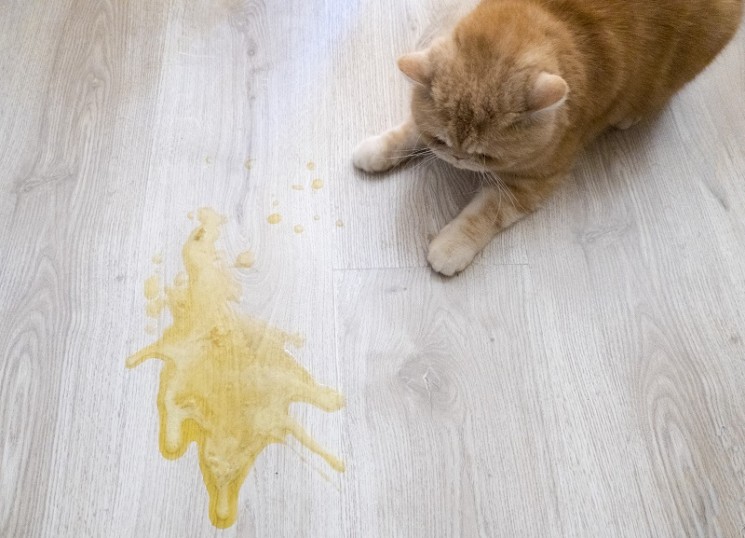 コラム ｜ねこくらしの手帖｜猫と暮らす、猫のためのお役立ちポータル 