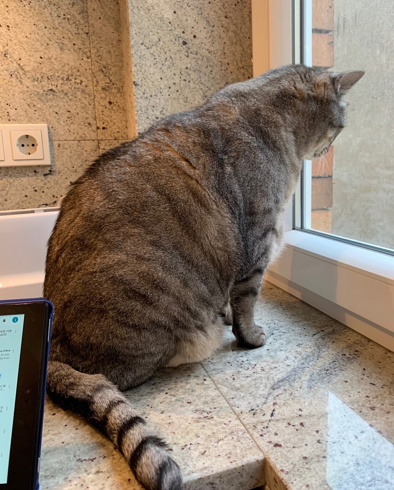 ねこくらしの手帖 猫と暮らす 猫のためのお役立ちポータルサイト